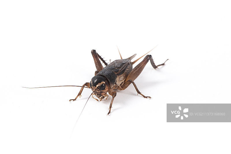 白色背景上的一只蟋蟀图片素材