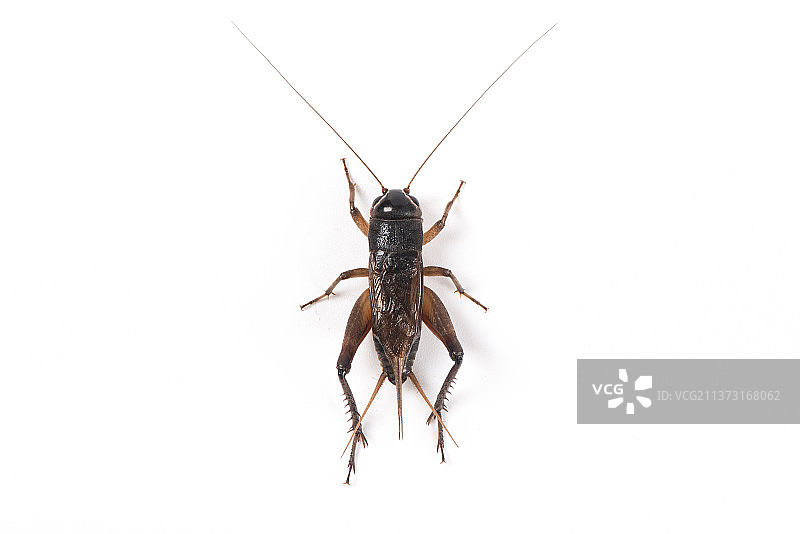 白色背景上的一只蟋蟀图片素材