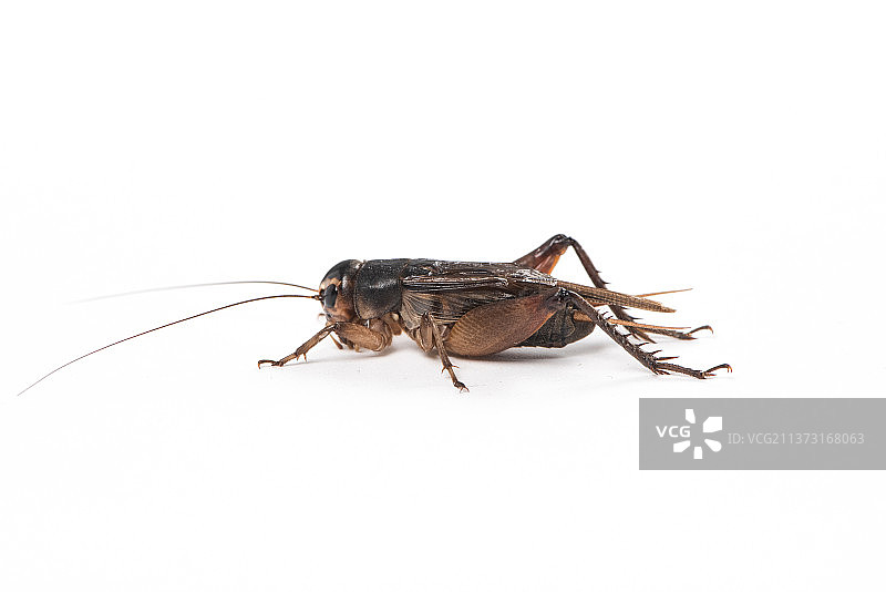 白色背景上的一只蟋蟀图片素材