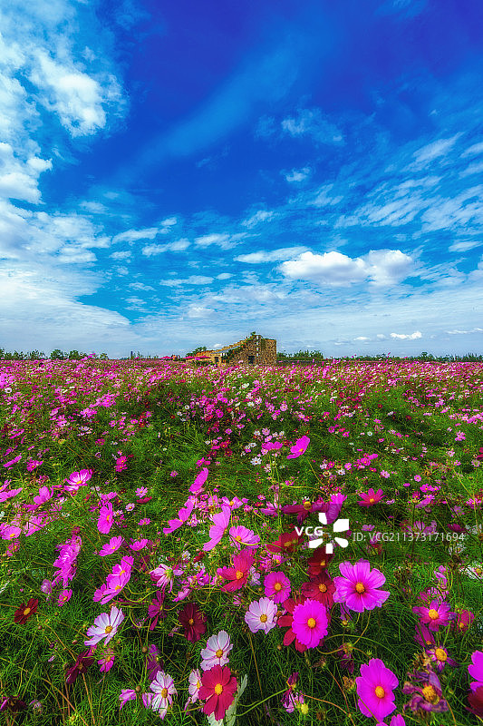衲田花海大波斯菊+江苏省宿迁市湖滨新区三台山国家森林公园衲田风景区图片素材