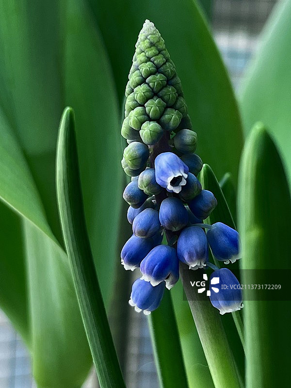 风信子图片素材