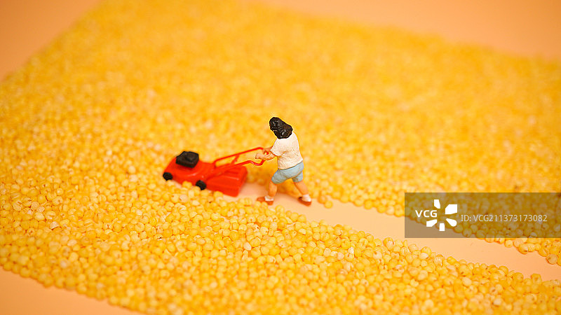 小米收获季图片素材