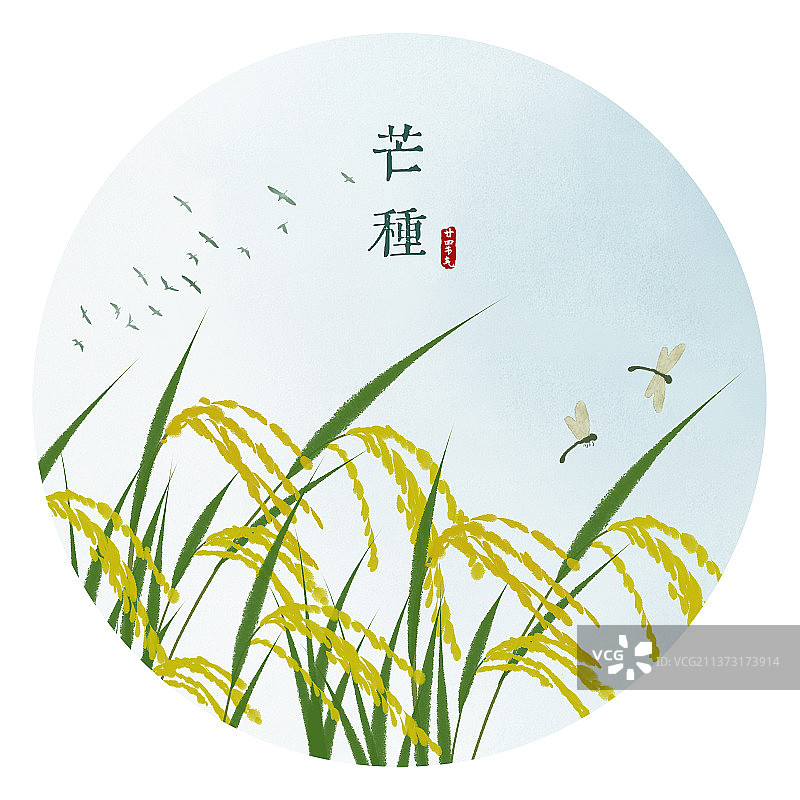 芒种节气水彩圆形插画图片素材