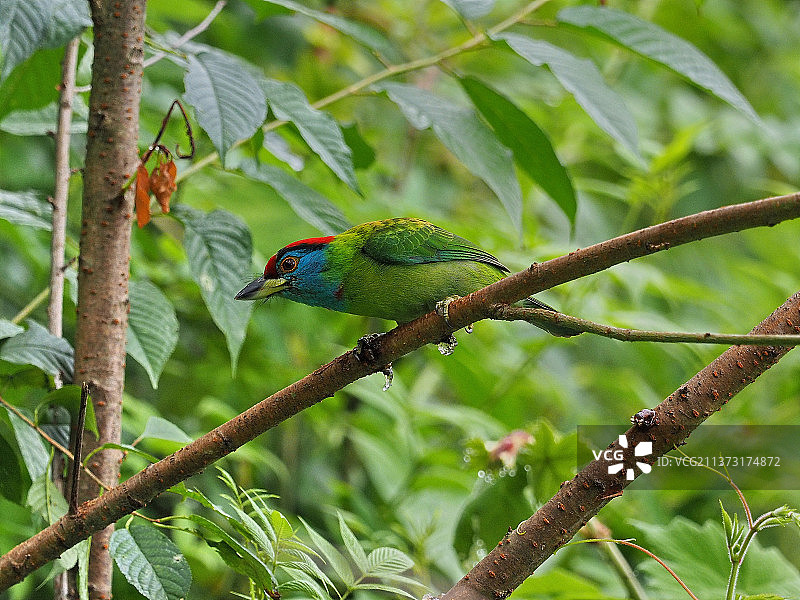 红喉拟啄木鸟 鸟类 鸟图片素材