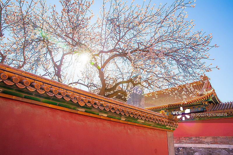 春天杏花图片素材