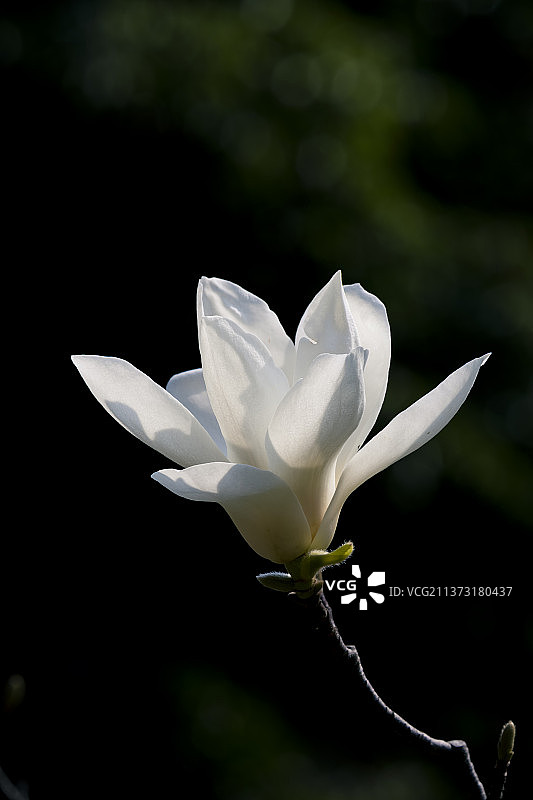 白色玉兰花，花开特写镜头图片素材