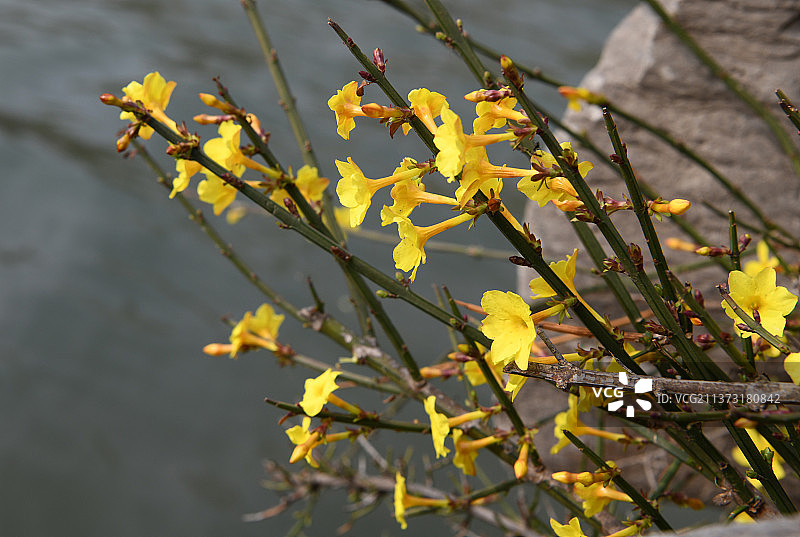 金黄色的迎春花图片素材