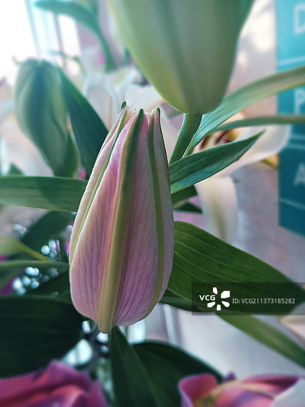 观赏与喜爱：莲花睡莲特写，英国图片素材