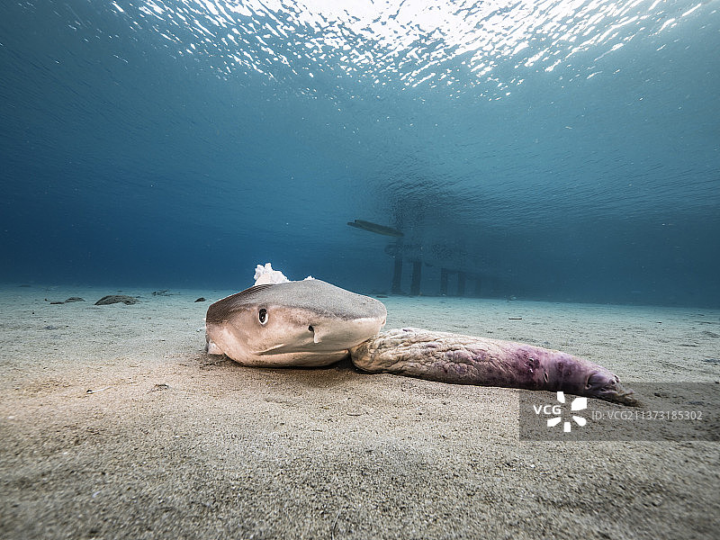 海底已死亡的鲨鱼图片素材