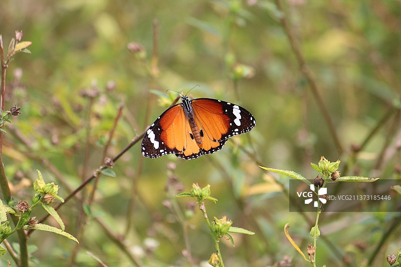 蝴蝶在花上授粉的特写图片素材