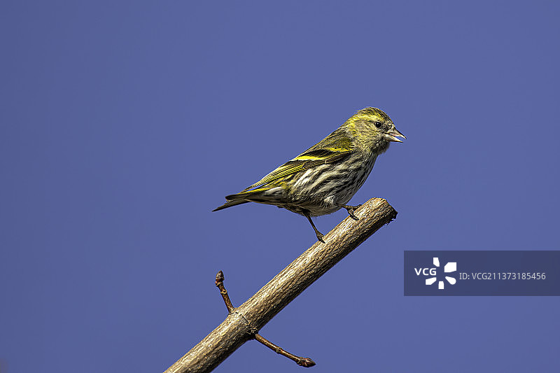 像鸟儿一样自由，松雀栖息在树枝上，背景是晴朗的蓝天图片素材