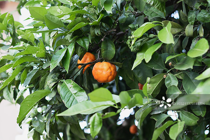 树上生长的橙子的仰视角度图片素材