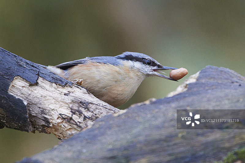 红胸短尾鹗栖息在木头上特写，英国图片素材