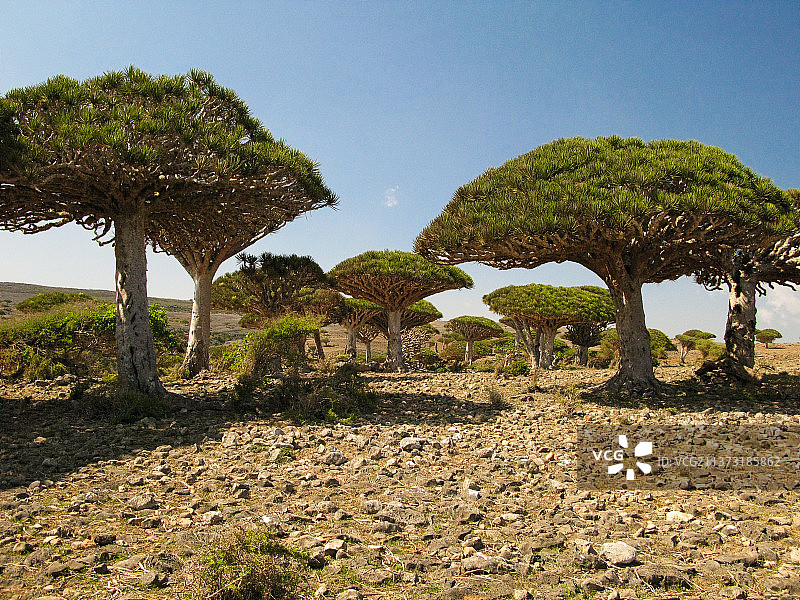 龙血树林，索科特拉岛特有植物图片素材