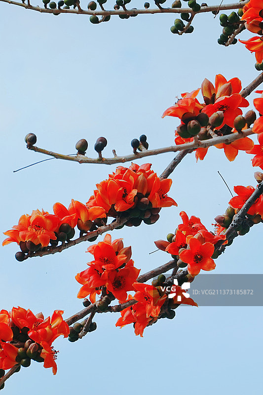 木棉花图片素材