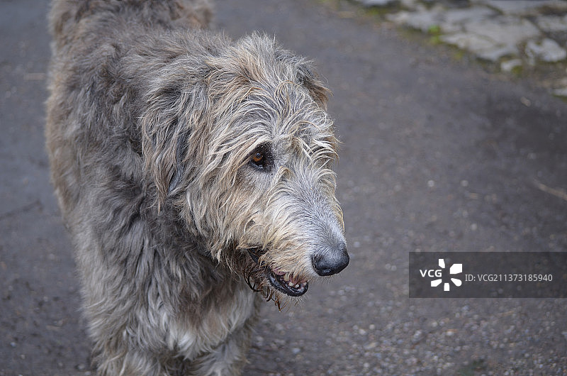 可爱的灰毛爱尔兰猎狼犬图片素材
