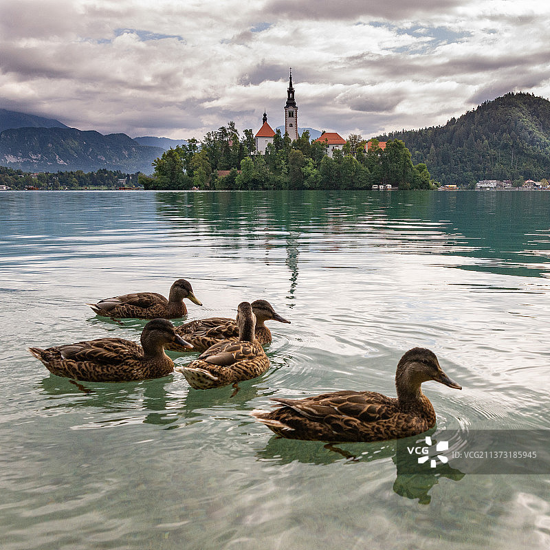 在斯洛文尼亚布莱德湖中游泳的一群鸭子图片素材
