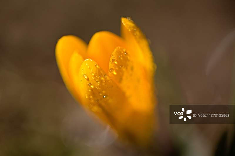 黄色湿花特写图片素材