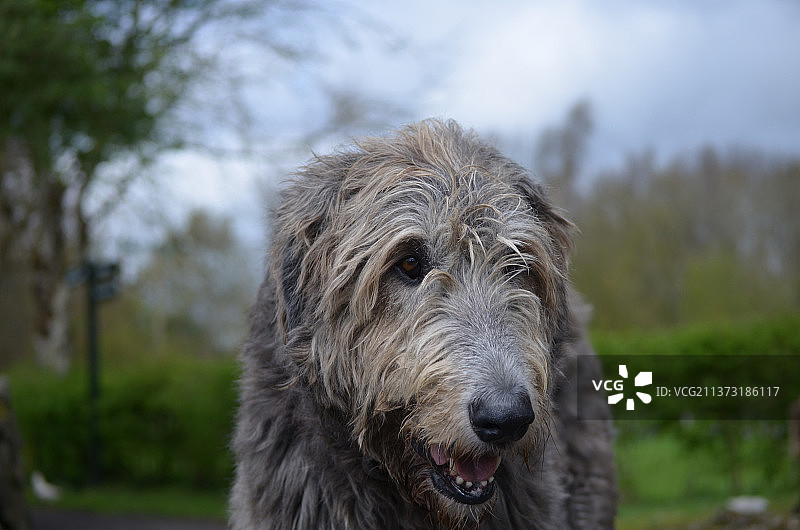 爱尔兰猎狼犬的美丽面容图片素材