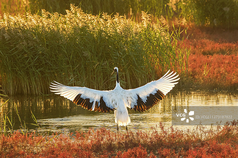 丹顶鹤图片素材