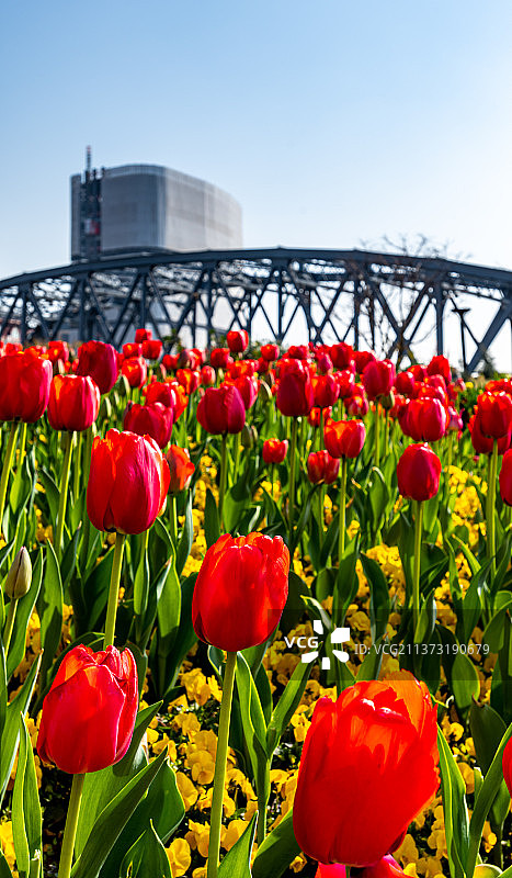 早春清晨的上海苏州河外白渡桥河滨之源外滩源自然建筑景观.郁金香掩映中的外白渡桥春色风光图片素材