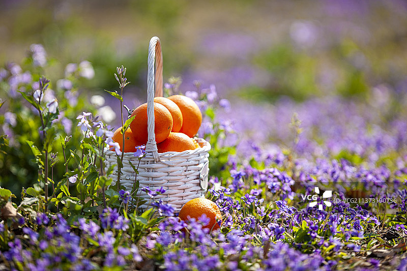 春天的花遇见冬季的橙图片素材
