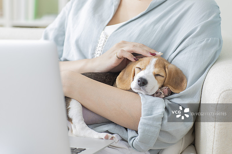 米格鲁趴躺在使用笔记本电脑的东方美女身上睡觉图片素材