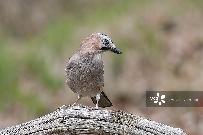 欧亚鹣停留在木头上的特写，西班牙阿斯图里亚斯图片素材