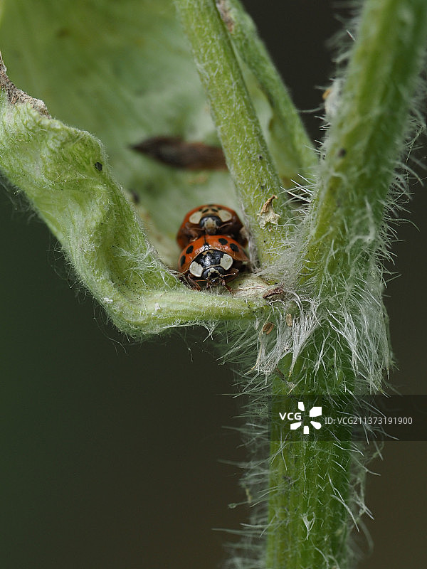 植物上昆虫的特写图片素材