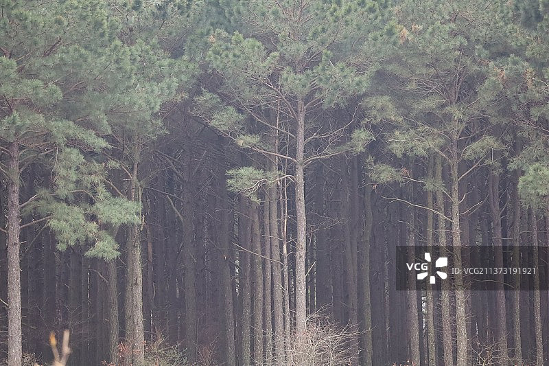 森林中的树木图片素材