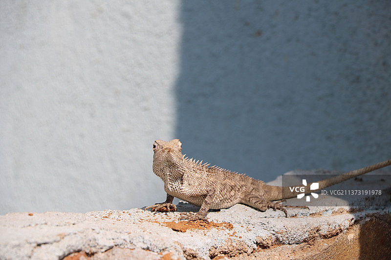 强大的外观：岩石上的鬣蜥特写图片素材