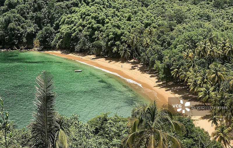 热带，高角度的树木海景，特立尼达和多巴哥图片素材