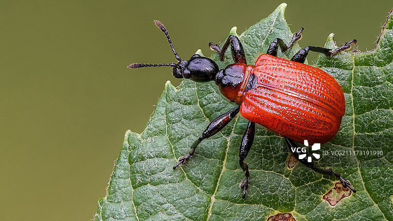 红色昆虫，叶子上的昆虫特写图片素材