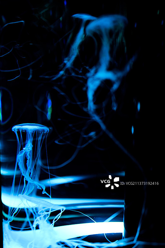 水母，火焰特写图片素材