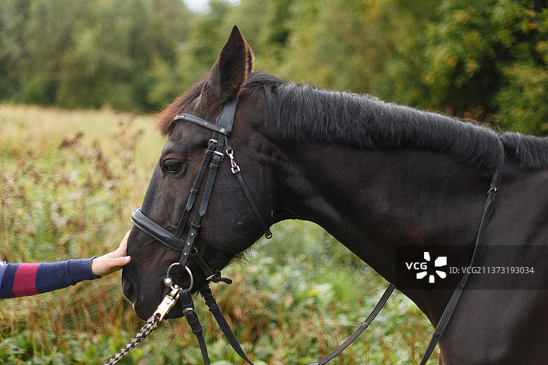 骑着马的年轻黑人图片素材