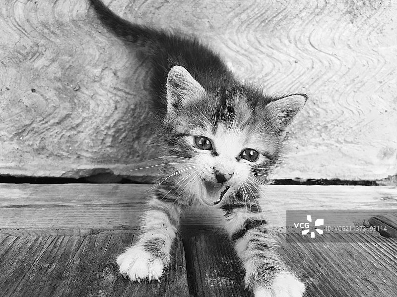 木头上的小猫肖像图片素材