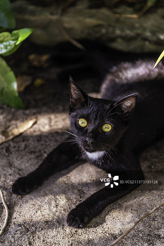 布鲁斯，蝙蝠猫，黑猫的高角度肖像，巴西福塔莱萨图片素材