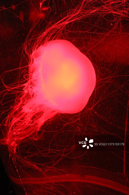 香港黑色背景上的光绘特写图片素材