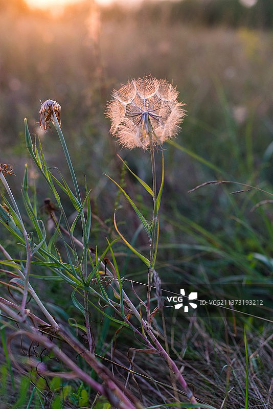 田野中蒲公英的凋零特写图片素材