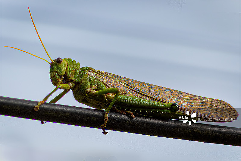 植物上的蚱蜢特写图片素材