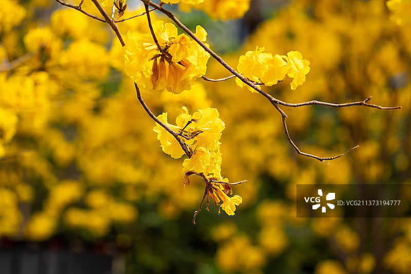 黄风铃花特写花朵生态自然图片素材