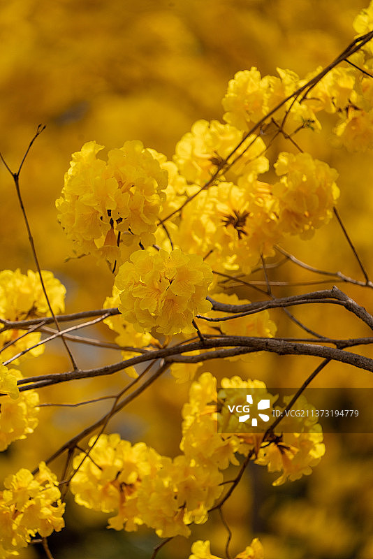 黄风铃花特写花朵生态自然图片素材