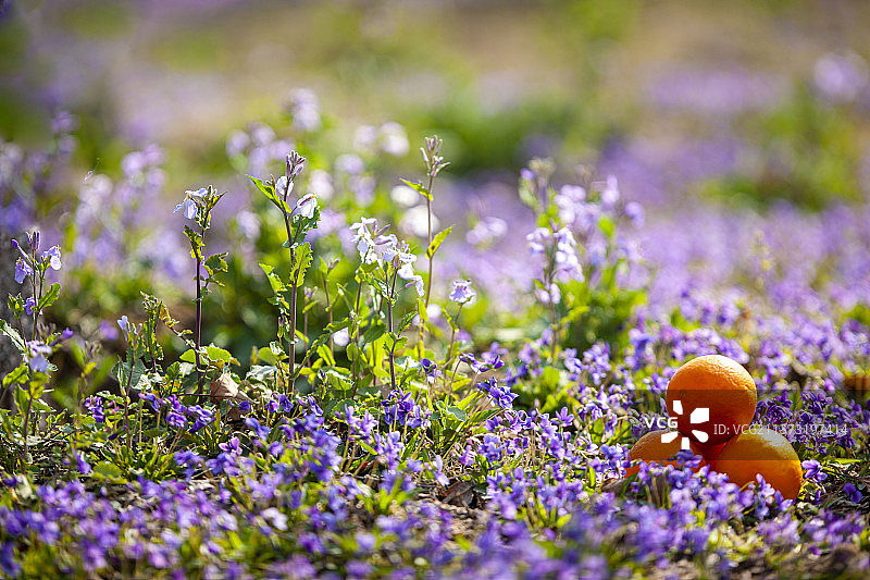 春天的花遇见冬季的橙图片素材