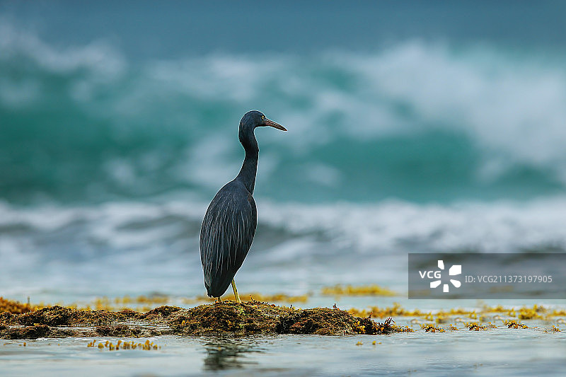 〈岩鹭〉面朝大海思念故乡图片素材