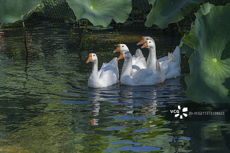荷塘里的鹅图片素材