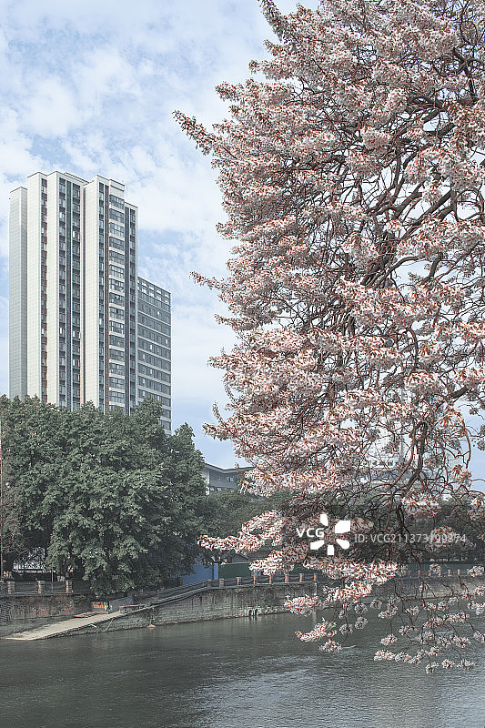 泡桐树河岸图片素材