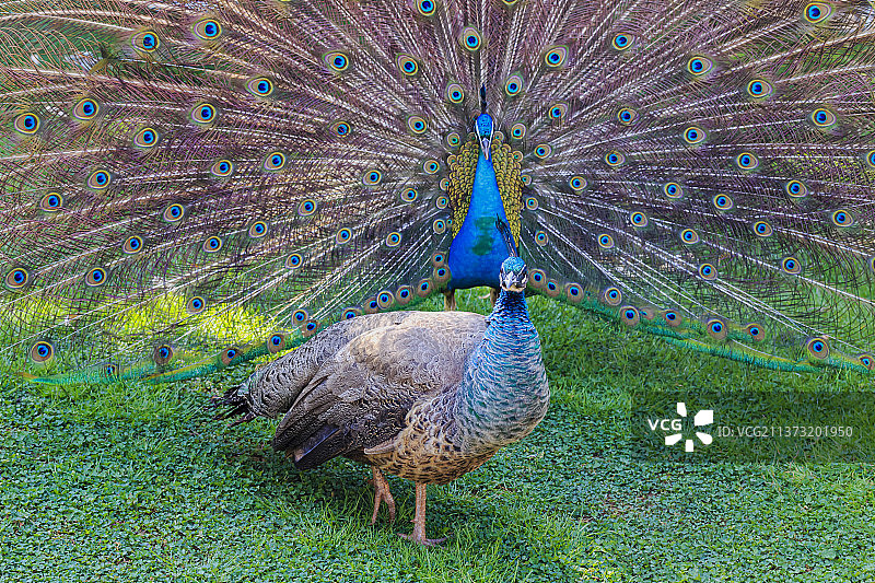 昆明动物园  孔雀图片素材