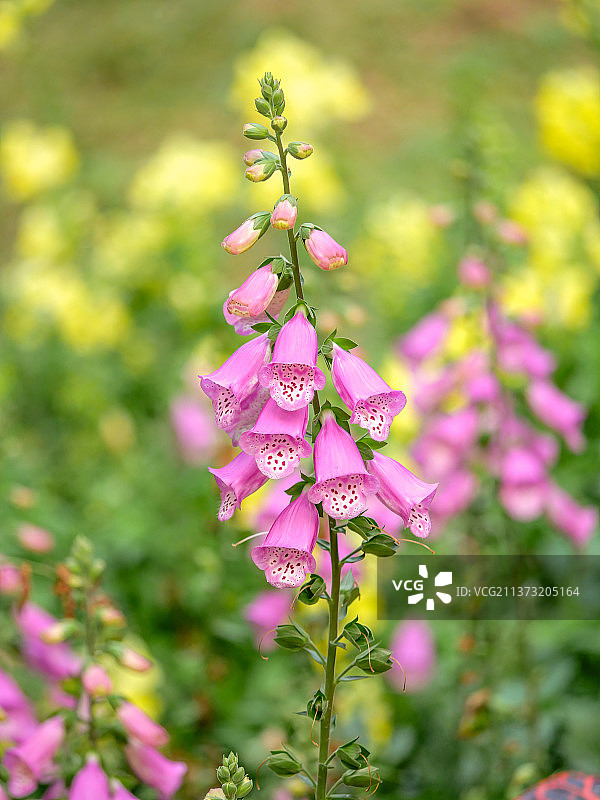 毛地黄花卉又名心脏草图片素材