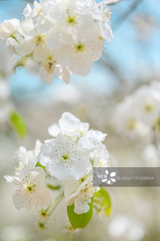 春季盛开的梨花图片素材