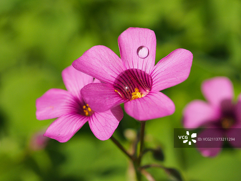酢浆草花图片素材